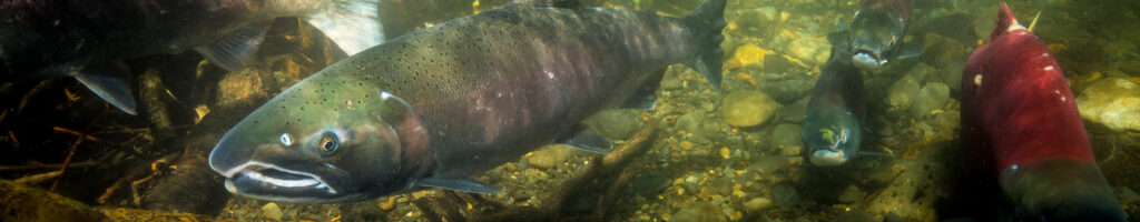 Coho Salmon (Oncorhynchus kisutch)