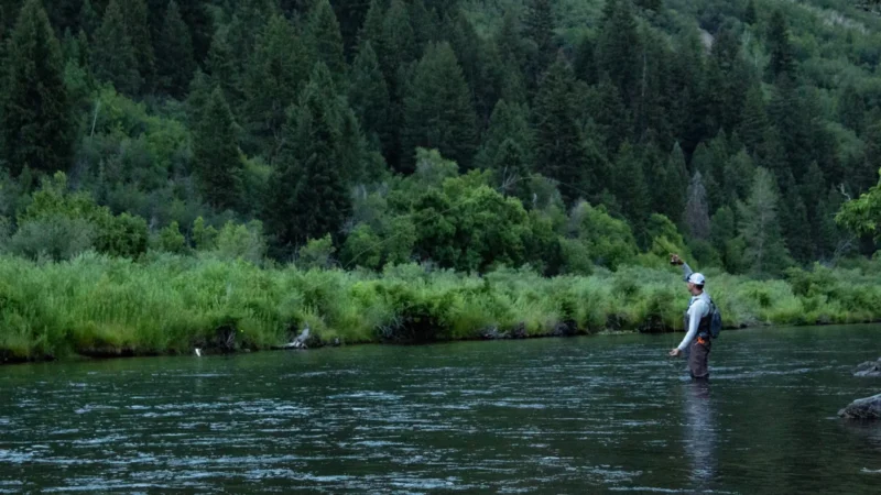 A lone angler wading a wide river running at normal summer flow