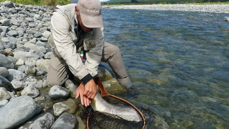 A guide kneeling on a gravel bar releasing a trout back into the river
