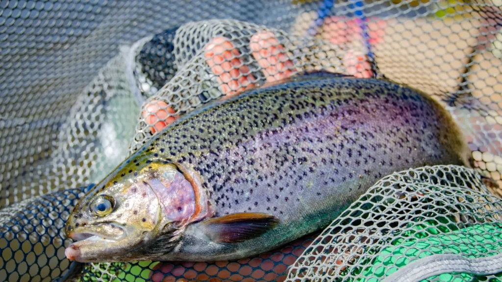 A large rainbow trout resting in a landing net before release