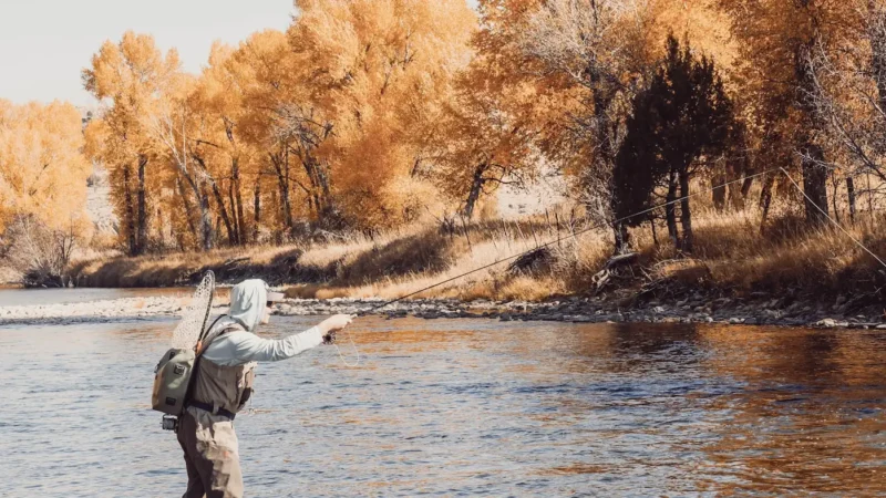 An angler in layered clothing casting on a river lined with autumn cottonwoods