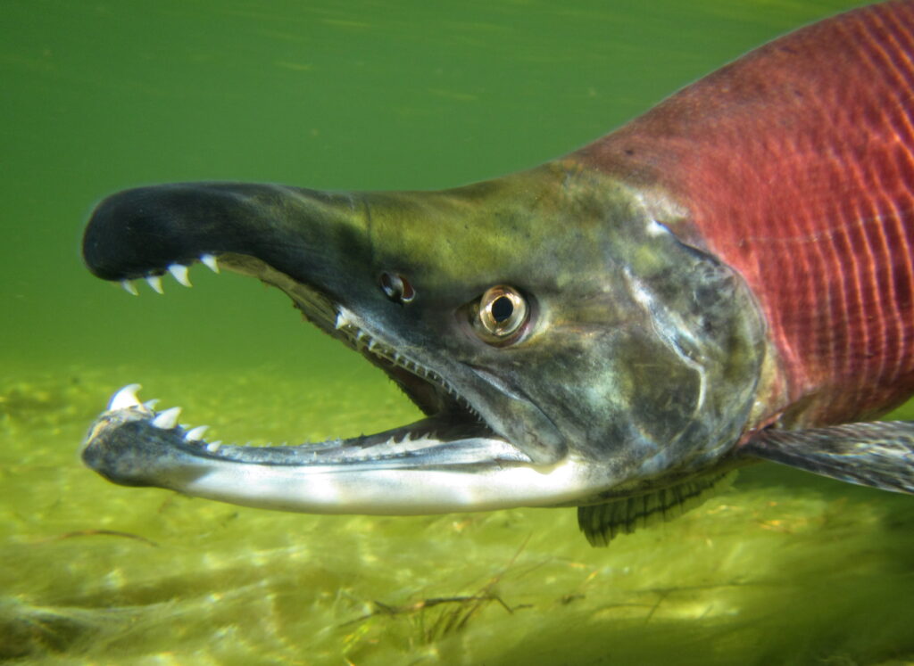 Kokanee Salmon (Oncorhynchus nerka)
