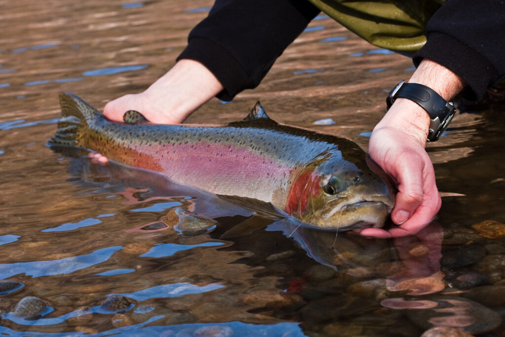 Steelhead (Oncorhynchus mykiss)