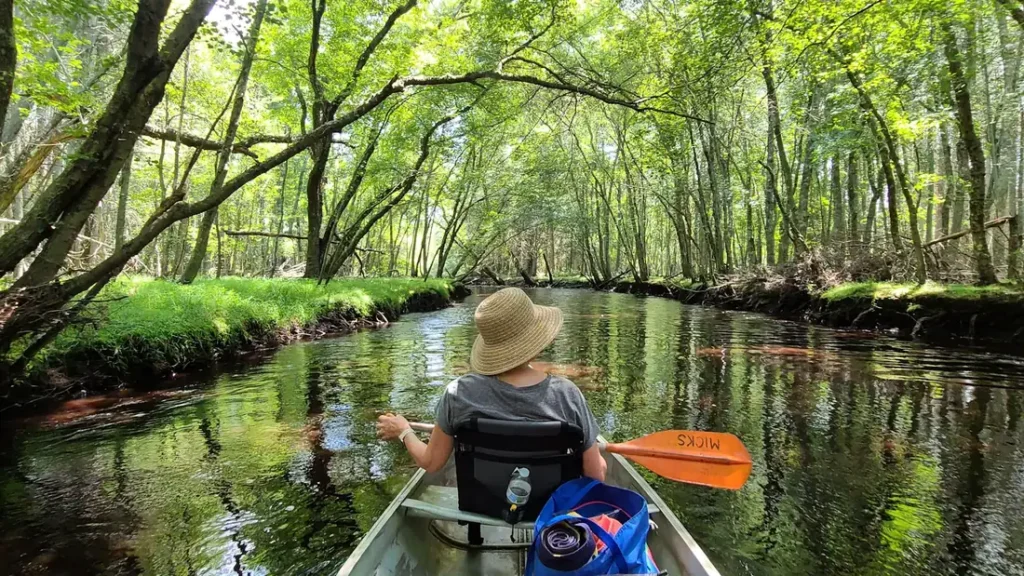 A paddler working a canoe down a green tunnel of overhanging hardwoods