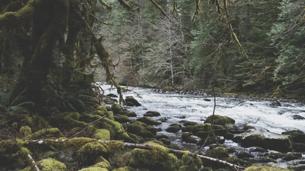 A boulder river running through mossy old-growth forest in the Pacific Northwest