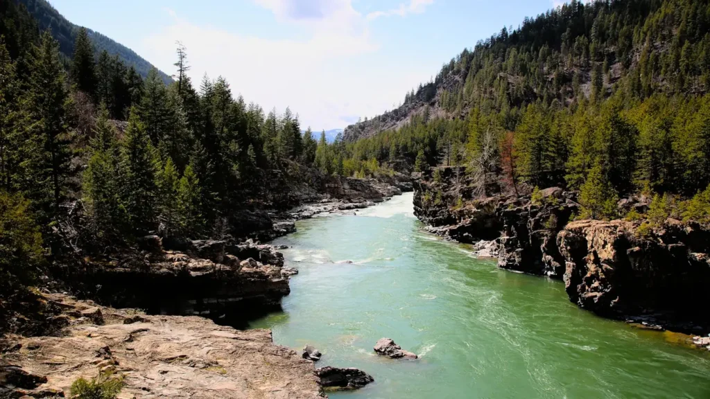 A mountain river running clear through conifer forest in the Rockies