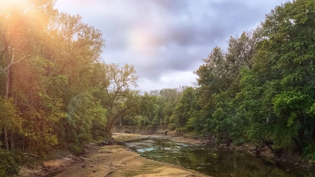Warm light on a slow river running through heavy timber