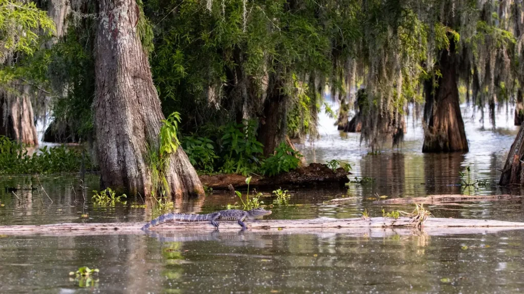Cypress trunks and knees in the shallows of a Louisiana bayou