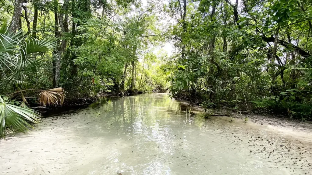 A clear spring-fed river running between palmetto and live oak in Florida