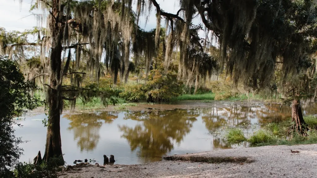 A slow bayou channel under overhanging live oak and Spanish moss