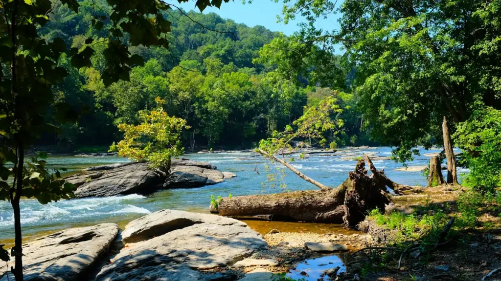 A shallow rocky river running clear through eastern woodland