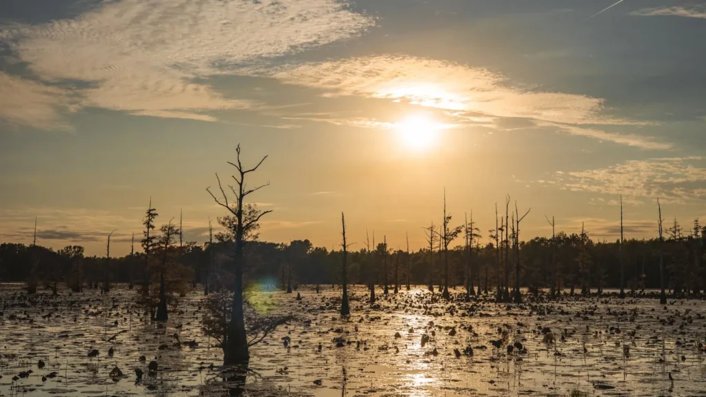 Sun setting over a cypress swamp full of wading birds