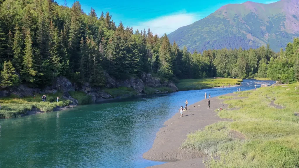 A clear salmon river running past spruce and gravel bar in Alaska