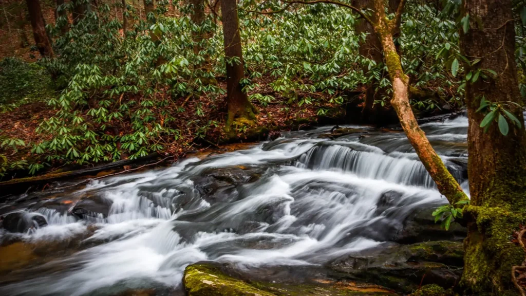 A mountain stream running over mossy rock through eastern hardwoods