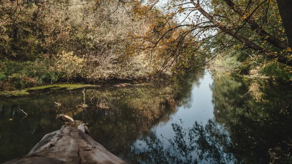 A quiet river winding through dense hardwood forest