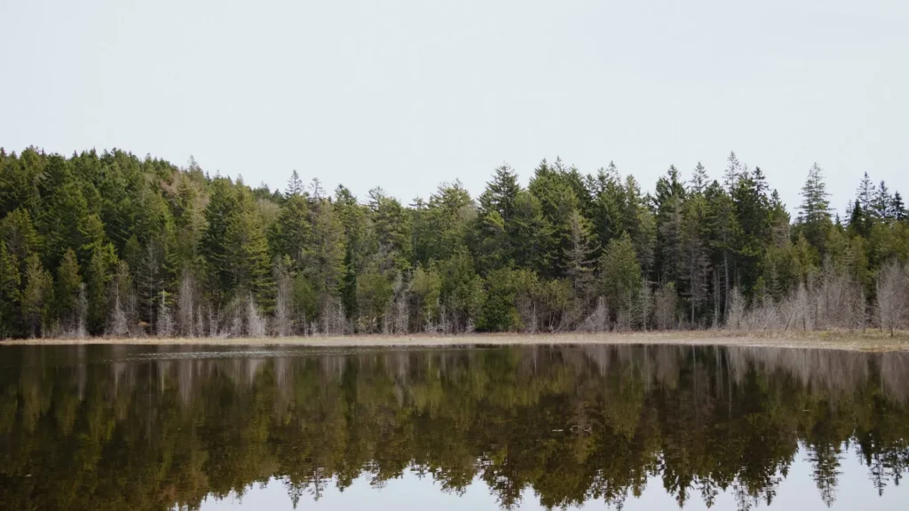 A dense forest shoreline reflected in dead-calm lake water