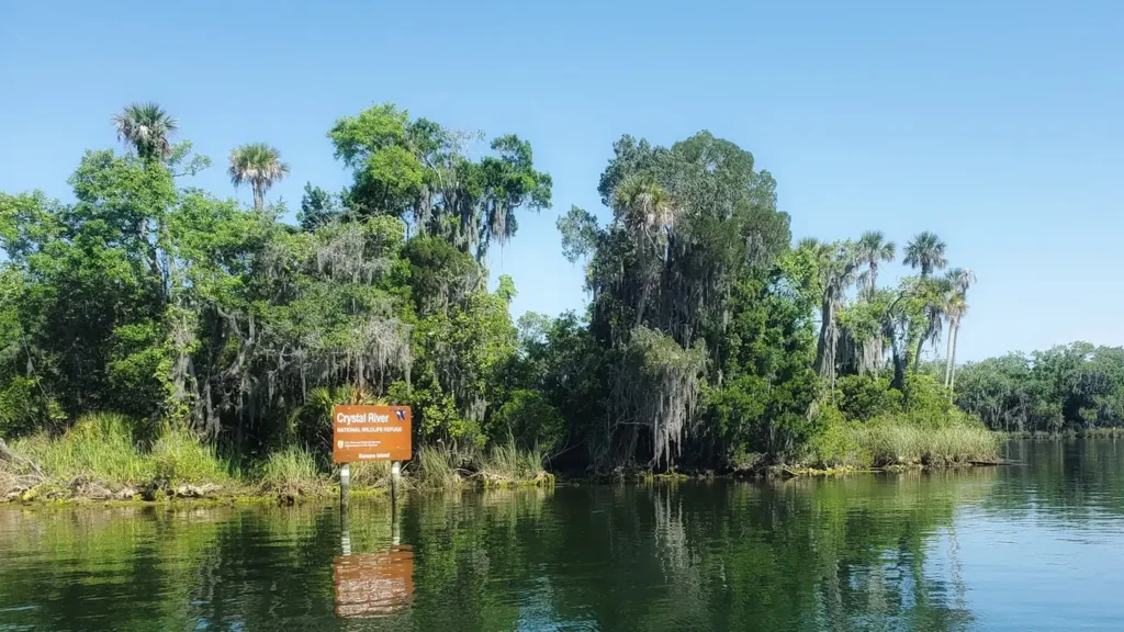 Dark tannic water under a canopy of cabbage palm on a Florida river