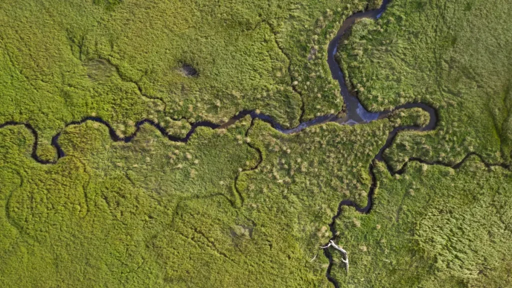 A tidal creek meandering in tight bends through green salt marsh
