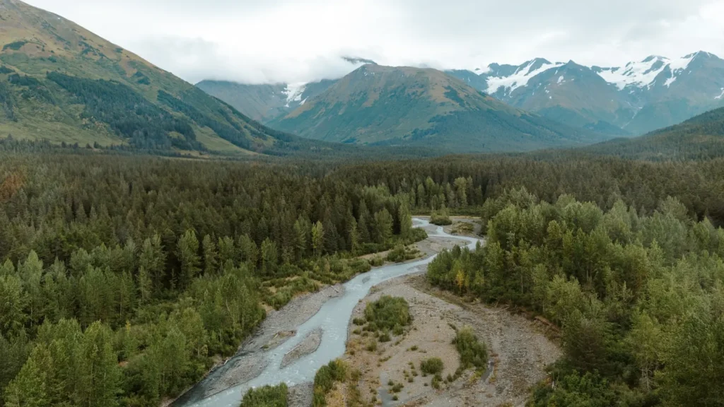 A river threading dense spruce forest toward Alaskan mountains