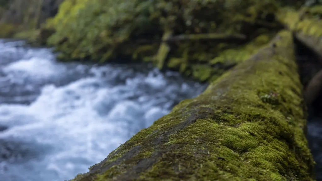 A clear river running through deep green rainforest in the Pacific Northwest