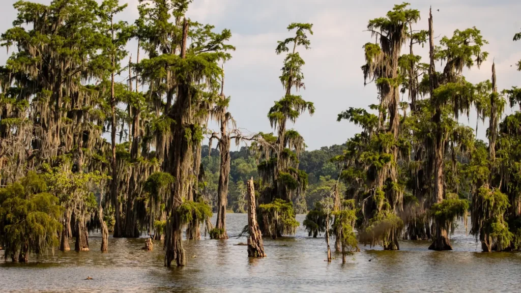Bald cypress hung with Spanish moss standing in still bayou water in Louisiana