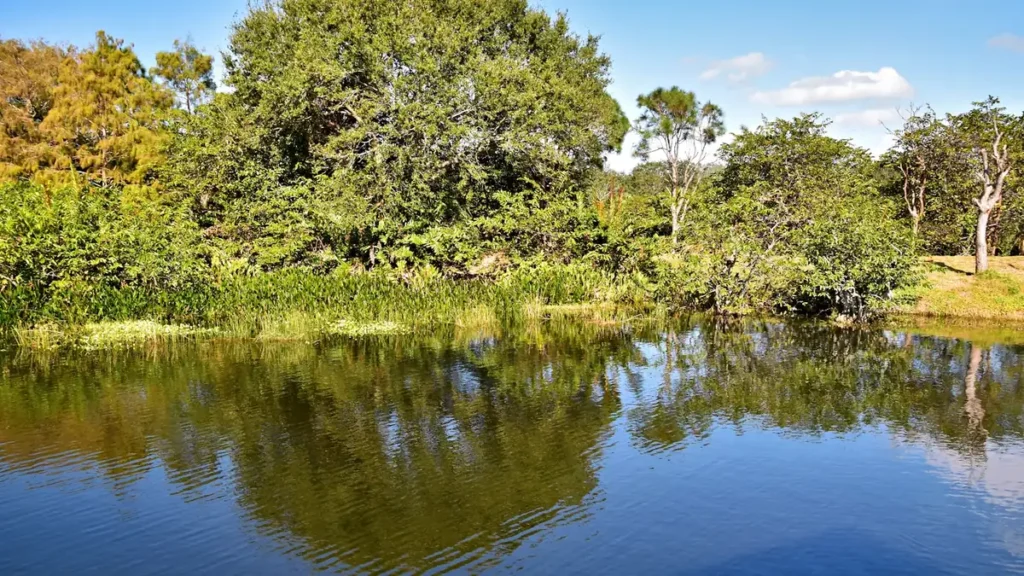 Low marsh grass and open water on a southeastern tidal river