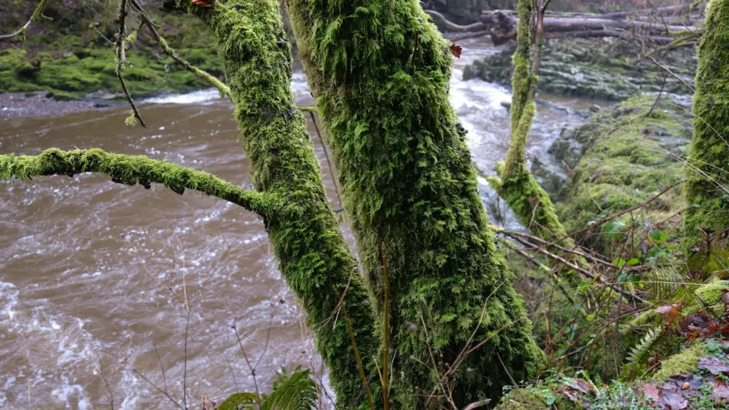 Moss-hung trees leaning over a fast river in the Pacific Northwest