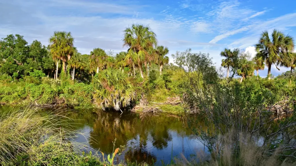 A palm-lined Florida waterway under a high blue sky