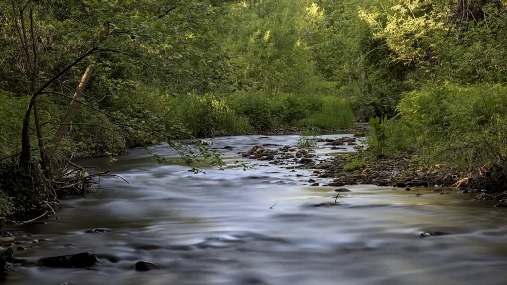 A dark forest stream running fast over stone