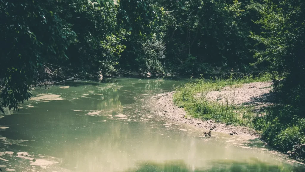 Mist over a green river between wooded banks