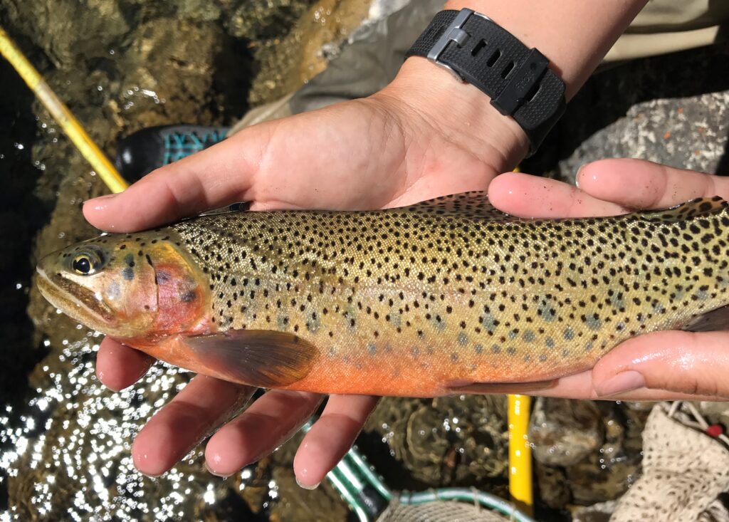 Westslope Cutthroat Trout (Oncorhynchus clarkii lewisi)